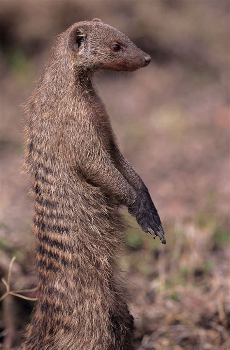 The magical mongoose